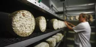Impulsan un proyecto para certificar la singularidad del queso de Los Pedroches con la vista puesta en la denominación de origen