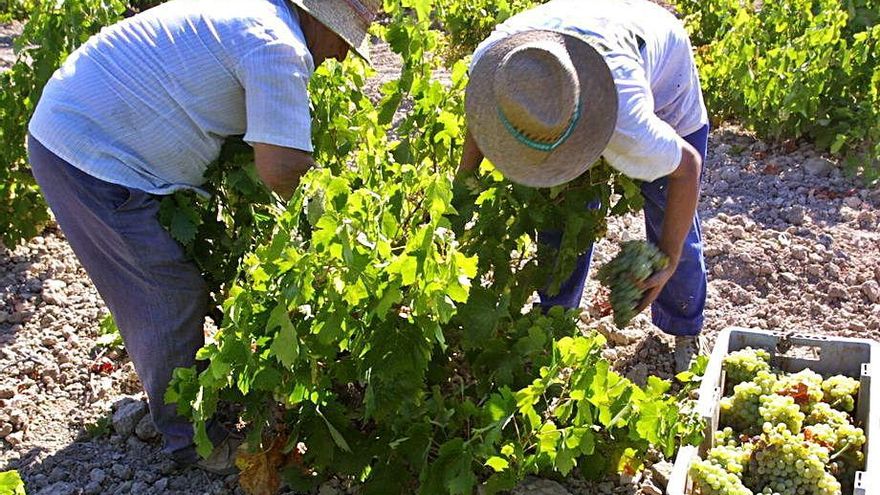 Recogida de uva en un viñedo de Montilla-Moriles.