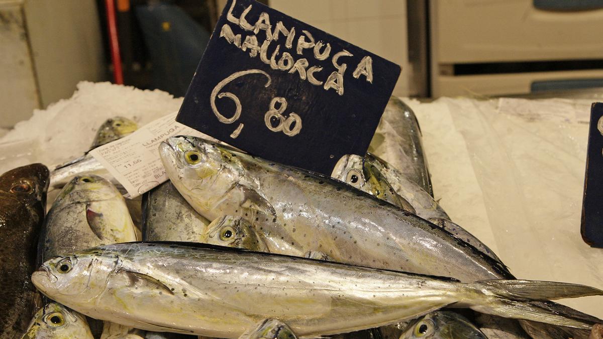 Lecker: Die Goldmakrele wird ab Donnerstag (25.8.) wieder gefischt.