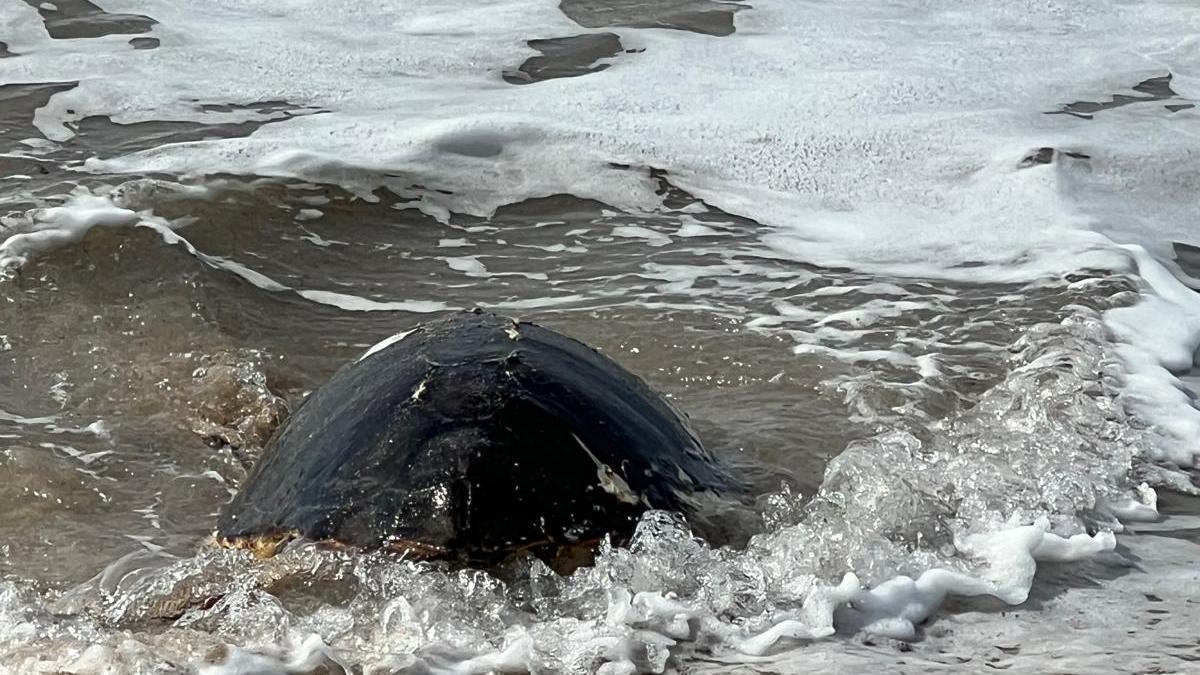 Una tortuga marina muerta aparece varada en la Playa de Palma.