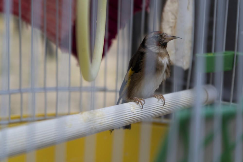 Bendición de animales de San Antón