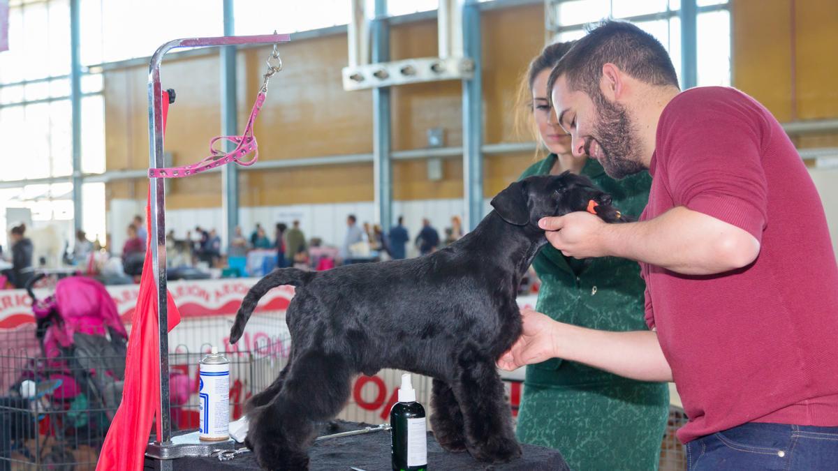 Los días 11 y 12 de diciembre la Institución Ferial Alicantina abrirá sus puertas para celebrar EXPOMASCOTAS.