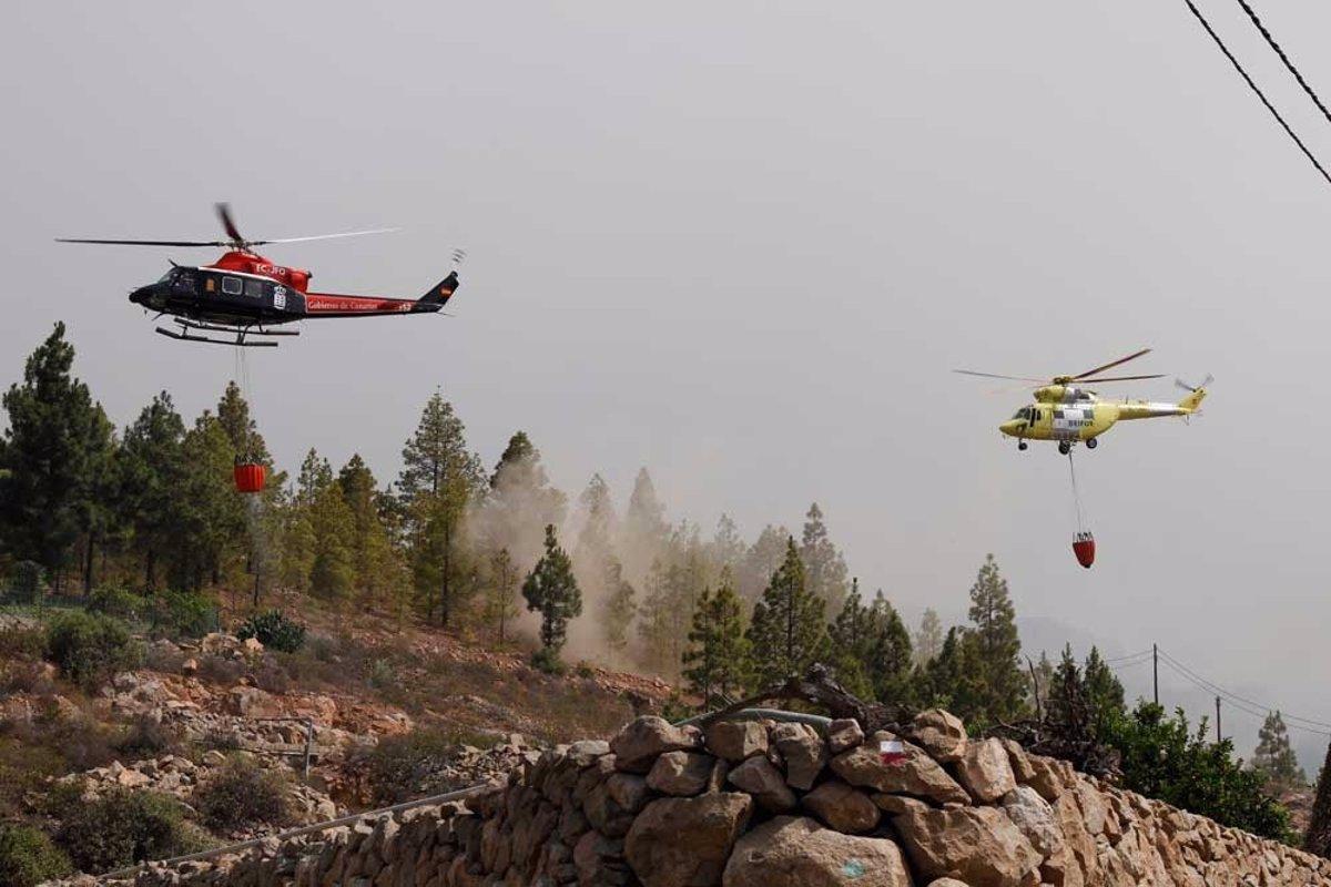 El incendio de Tenerife amenaza a varias especies únicas en el mundo El incendio de Tenerife amenaza a varias especies únicas en el mundo