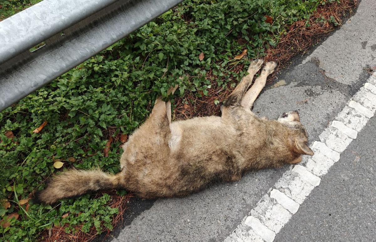Un lobo muerto, por atropello, en Cangas del Narcea.
