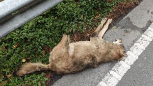 El plan de control del lobo estuvo más de mes y medio suspendido en verano | LNE