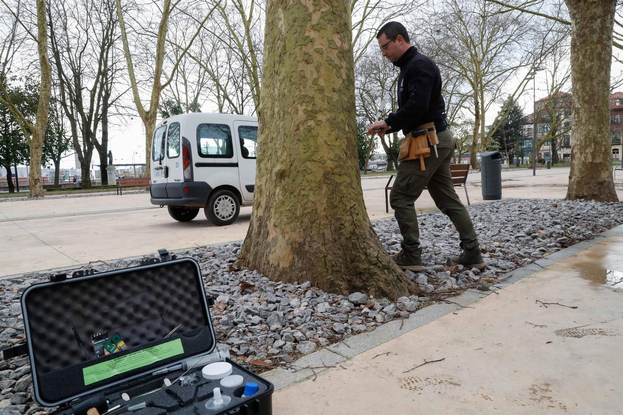 EN IMÁGENES: Así es el sistema de tratamiento de plagas en los árboles de Avilés