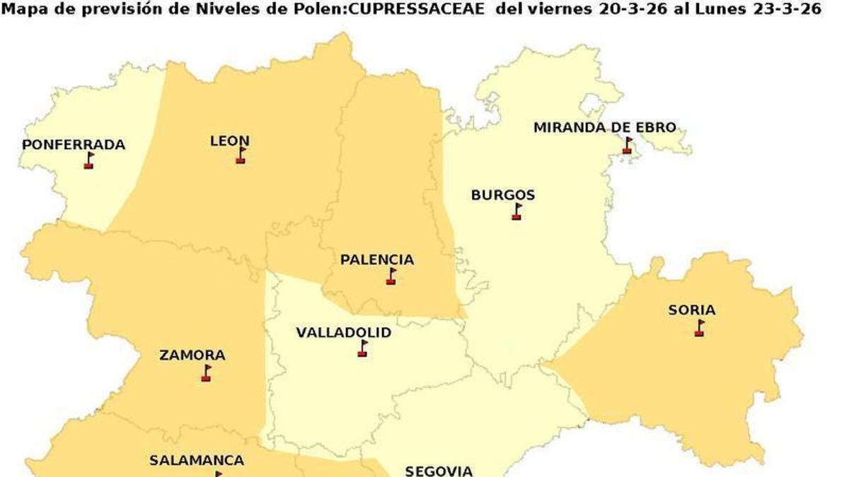 El polen de cupresáceas en nivel moderado en Zamora