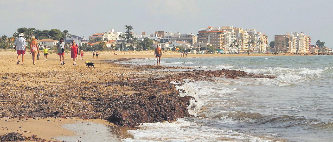 Usuarios de la playa pasean por la orilla del mar en Burriana, junto a restos de algas y posidonia, en una imagen de archivo.