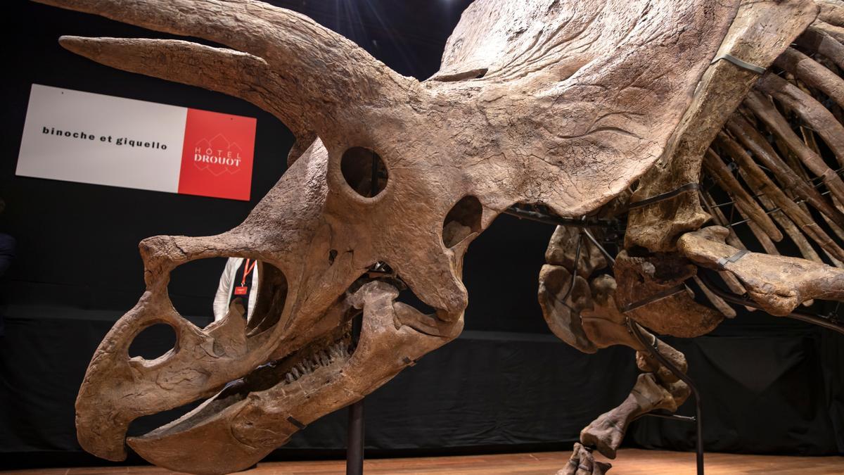Encuentran primeras evidencias de infección respiratoria en dinosaurios.