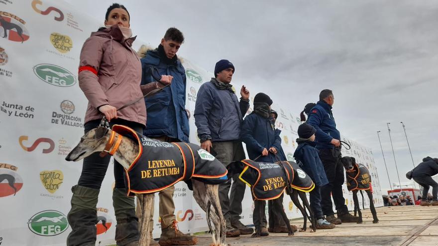 Leyenda suma su primer punto en cuartos de final del Nacional de Galgos