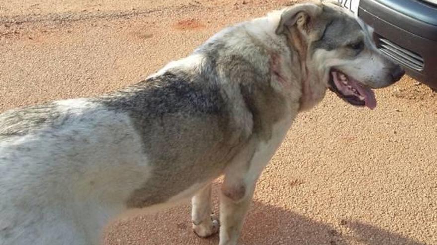 El perro que atacó al niños de tres años y a su padre en un polígono de Alcàsser.