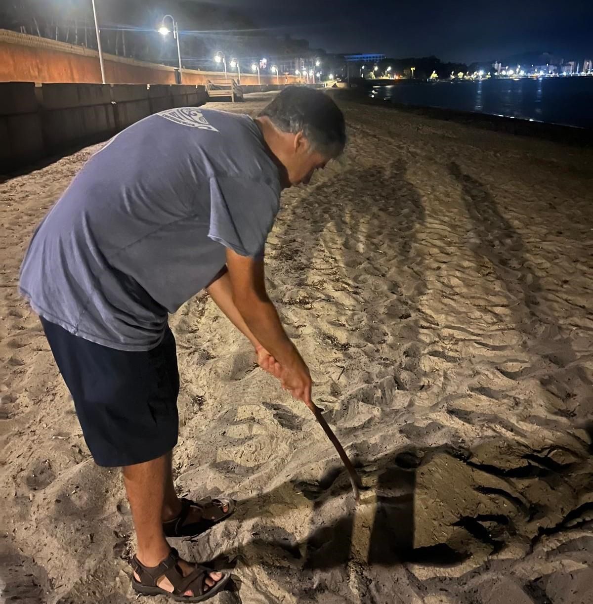 La tortuga no ha realizado un nido ni puesto huevos