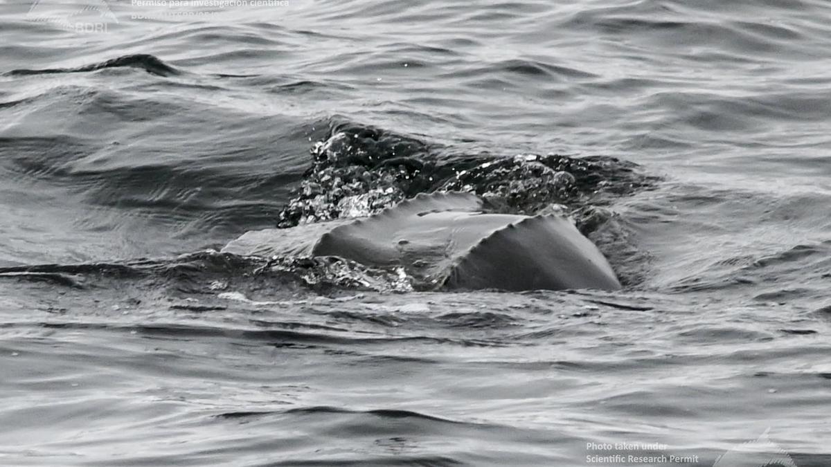 La tortuga laúd descubierta por el BDRI en las Rías Baixas.