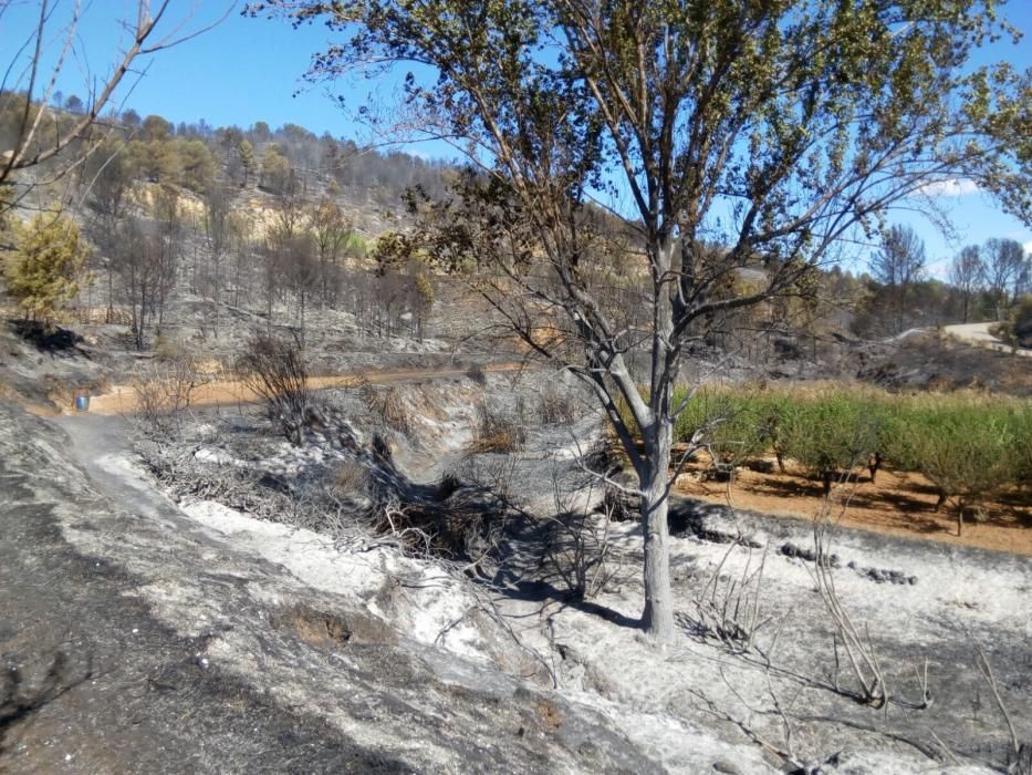 Paisaje que ha quedado en Bolbaite tras el paso del fuego.