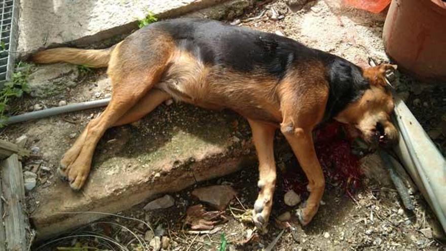 ´Murta´, la perra mestiza de pastor alemán, que falleció el pasado martes en un domicilio en sa Pobla.