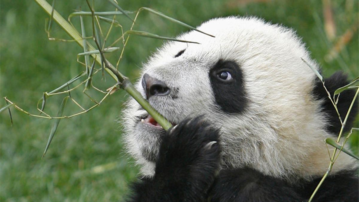 Un oso panda se come un tallo de bambú.