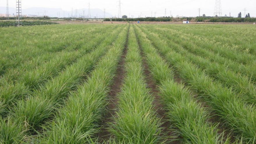 La chufa se cultiva en dieciseis pueblos de la comarca valenciana de L´Horta Nord