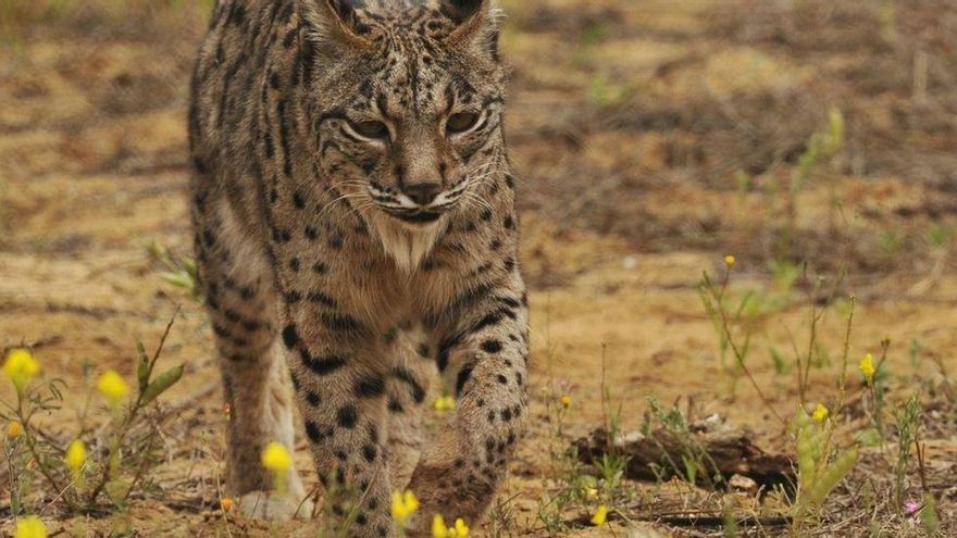 El lince ibérico podría llegar a la Comunidad Valenciana &quot;en cinco años&quot;