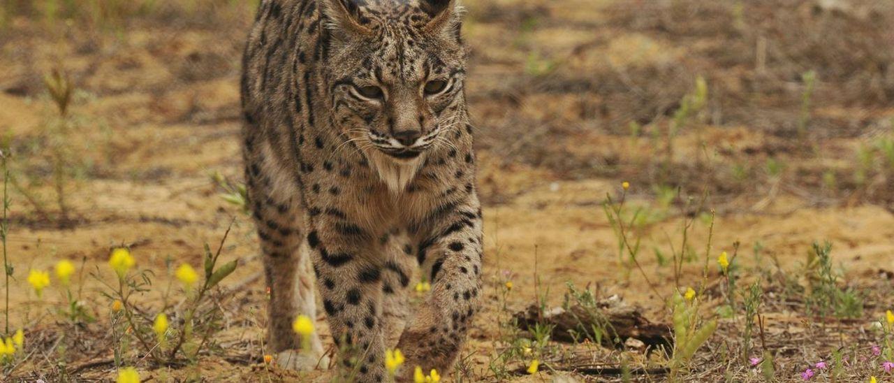 Un ejemplar de lince ibérico del programa de cría nacional.