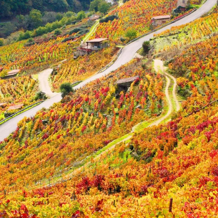 Ribeira Sacra, los viñedos verticales que se recogen con arneses