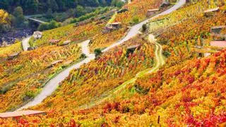 Ribeira Sacra, los viñedos verticales que se recogen con arneses