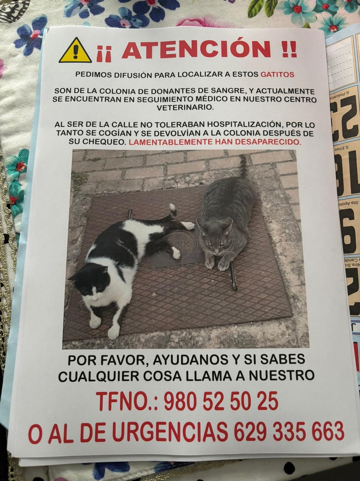Gatos desaparecidos.