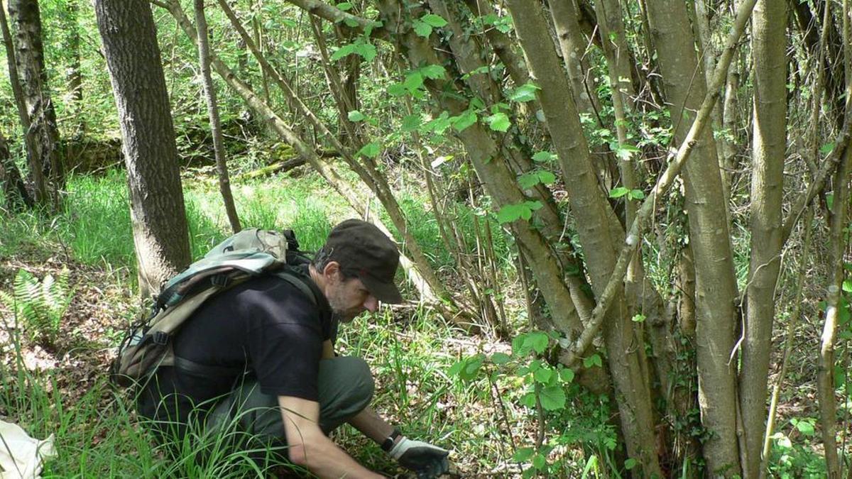 Muestreo de semillas dispersadas por animales en una bandeja colectora situada en el bosque.