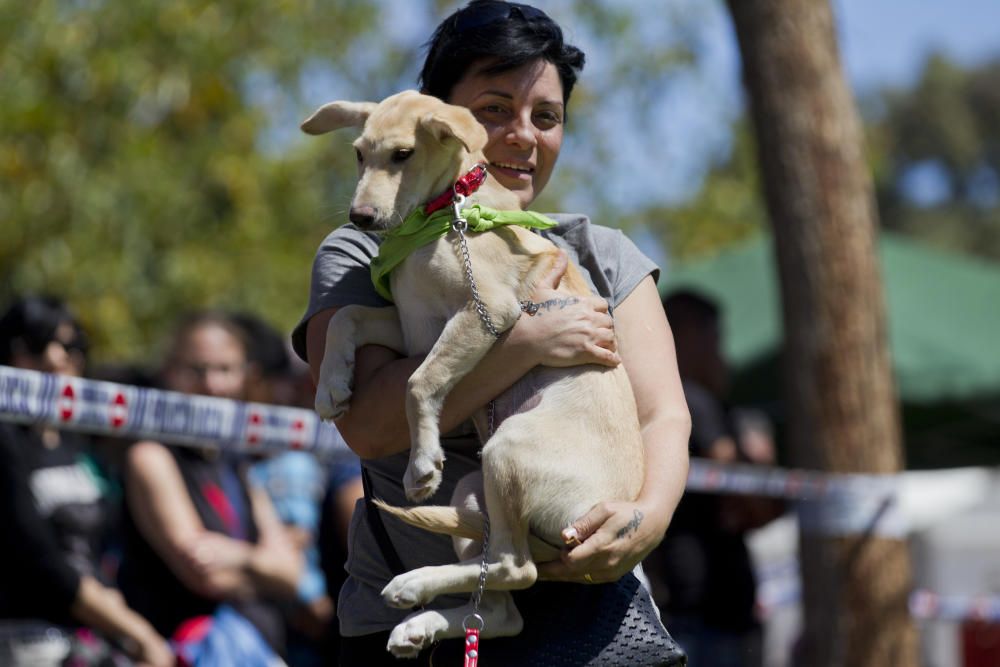 III Feria del Bienestar Animal en Valencia