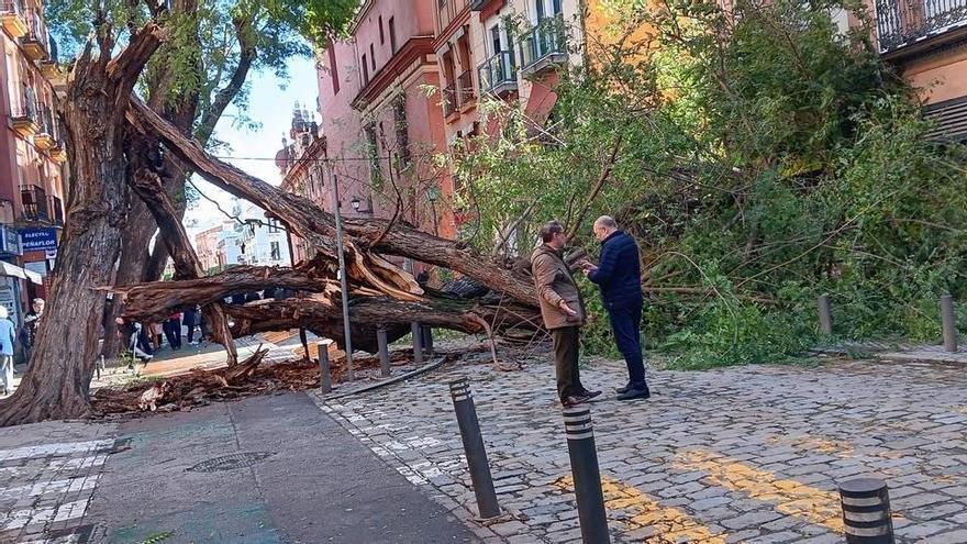 Plan de emergencia en San Jacinto antes de Semana Santa: la caída de árboles por el temporal obliga a talar otros ocho ejemplares