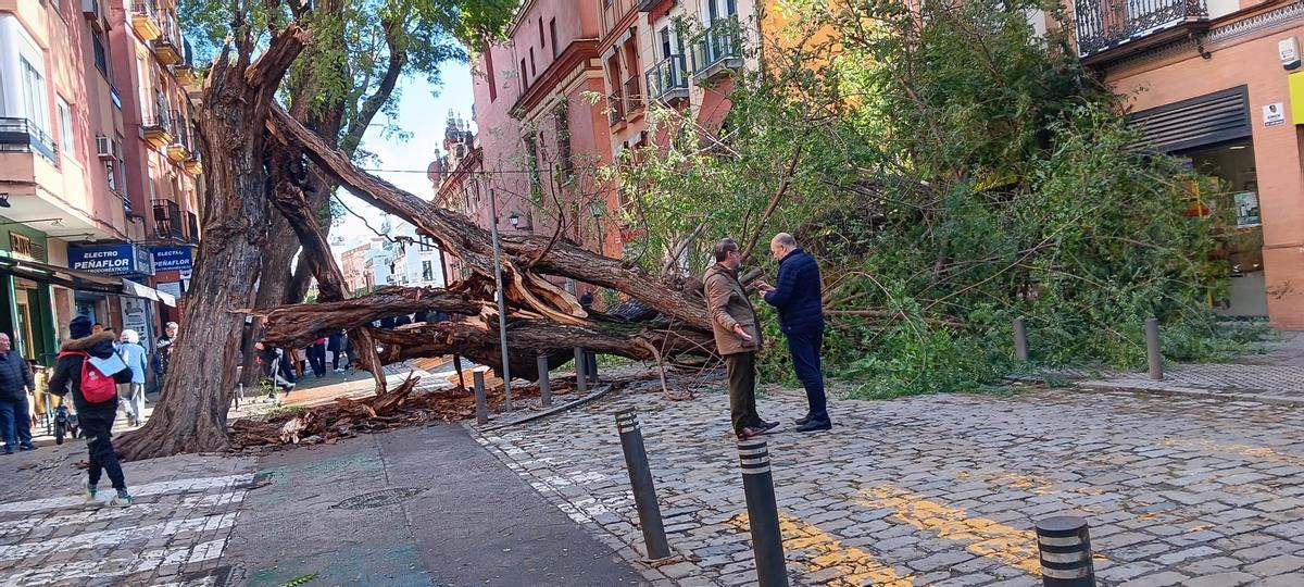 Un árbol caído en la calle San Jacinto por el temporal tras las últimas borrascas