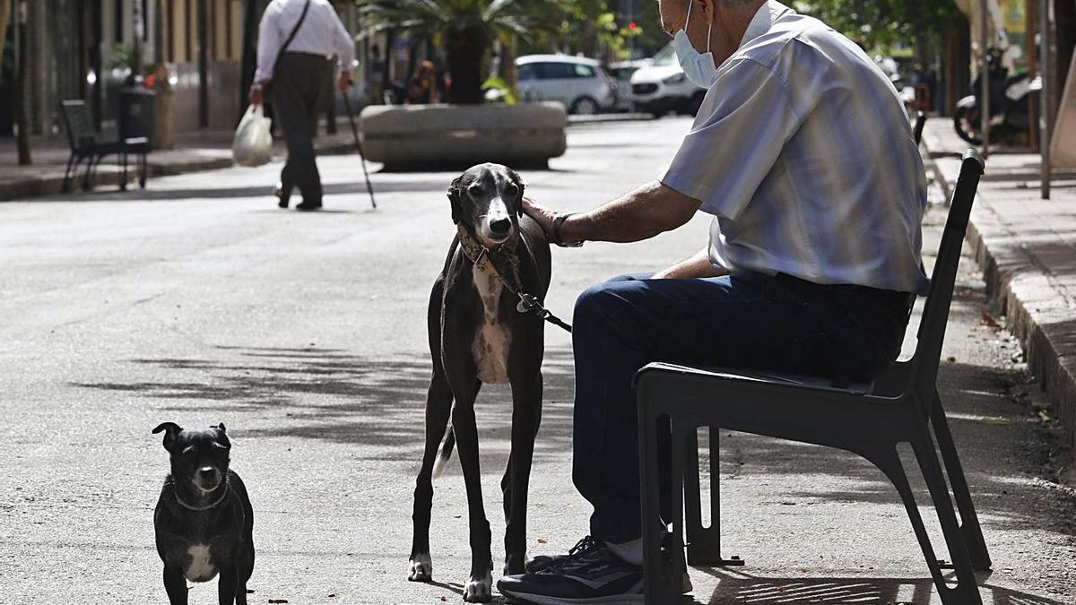 Perros de caza.  Los ejemplares usados para cacería tienen la misma consideración que los perros de compañía.