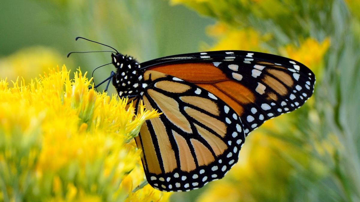 Ejemplar de mariposa monarca.