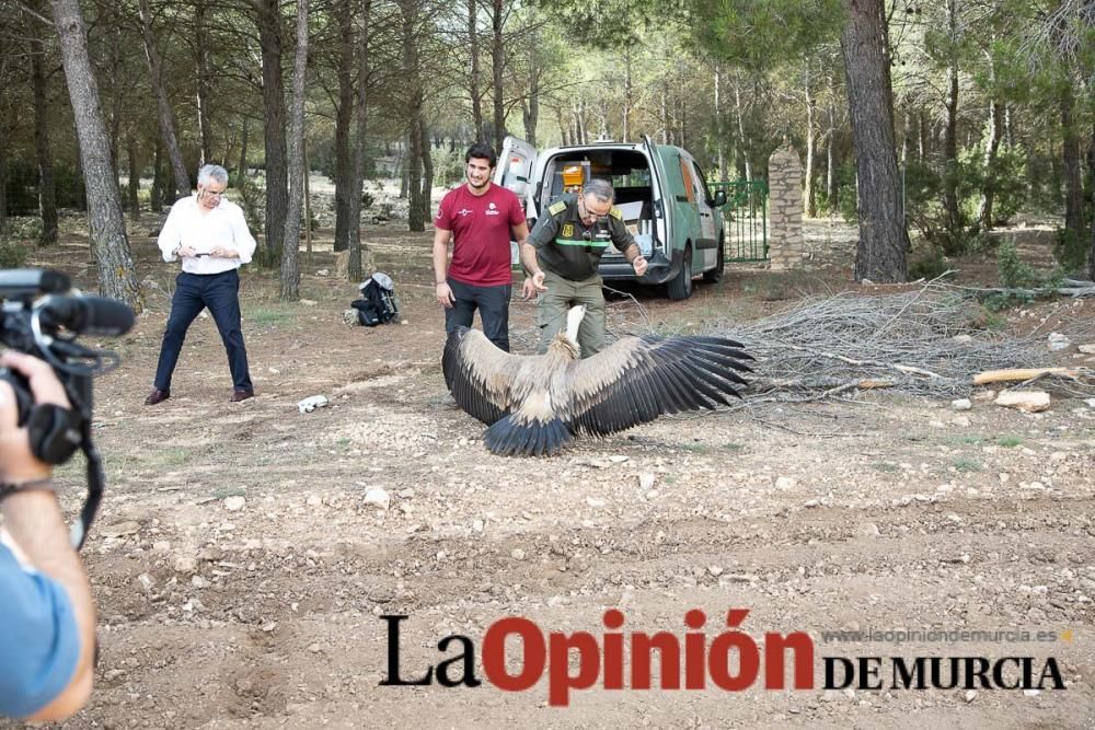 Liberan un Buitre Leonado en la Sierra de Mojantes