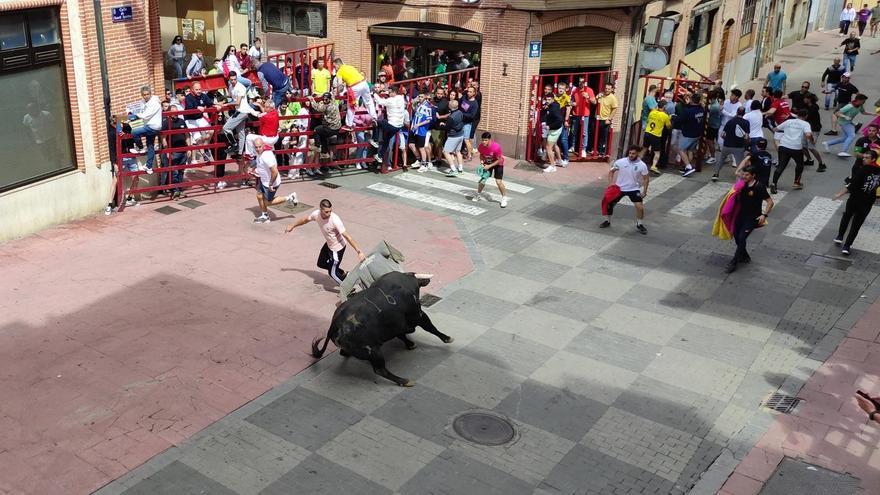 VÍDEO: Los toros del cajón de Charamandanga protagonistas de estas imágenes, en Benavente