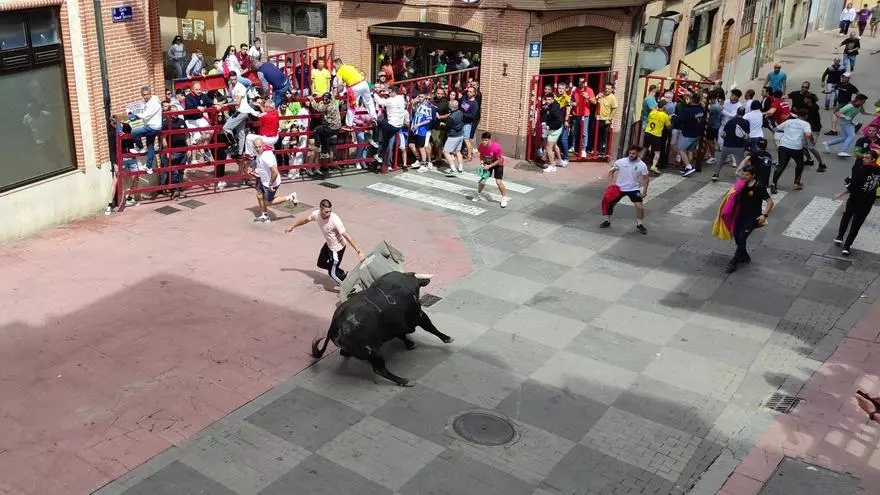 VÍDEO: Los toros del cajón de Charamandanga protagonistas de estas imágenes, en Benavente