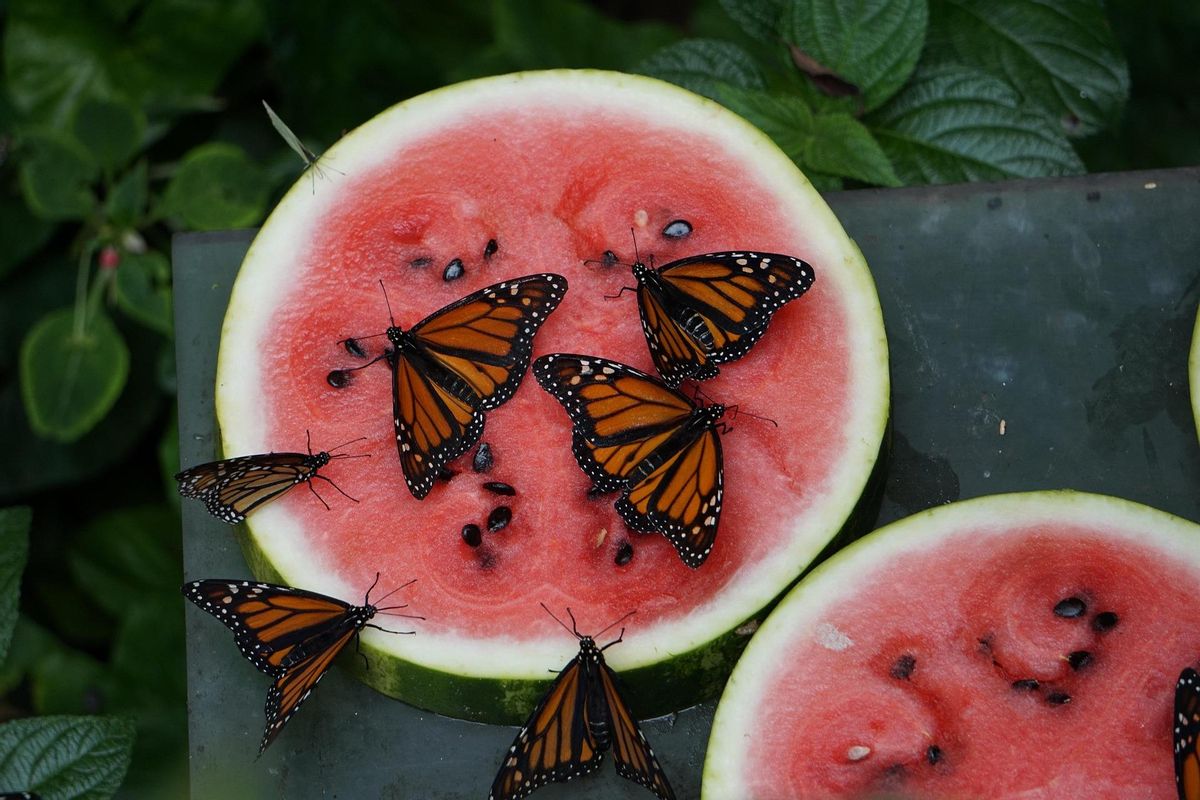 Varioas mariposas monarca sobre una sandía.