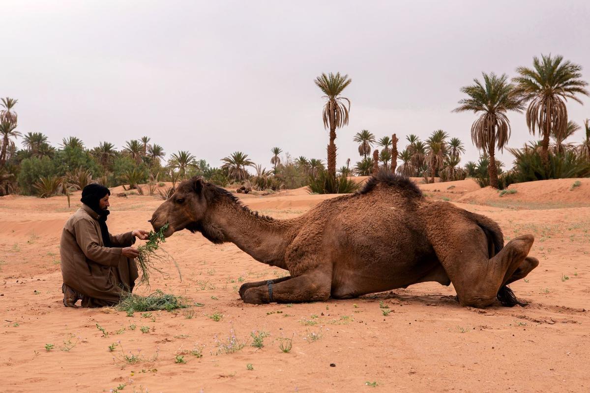 Oasis de Marruecos