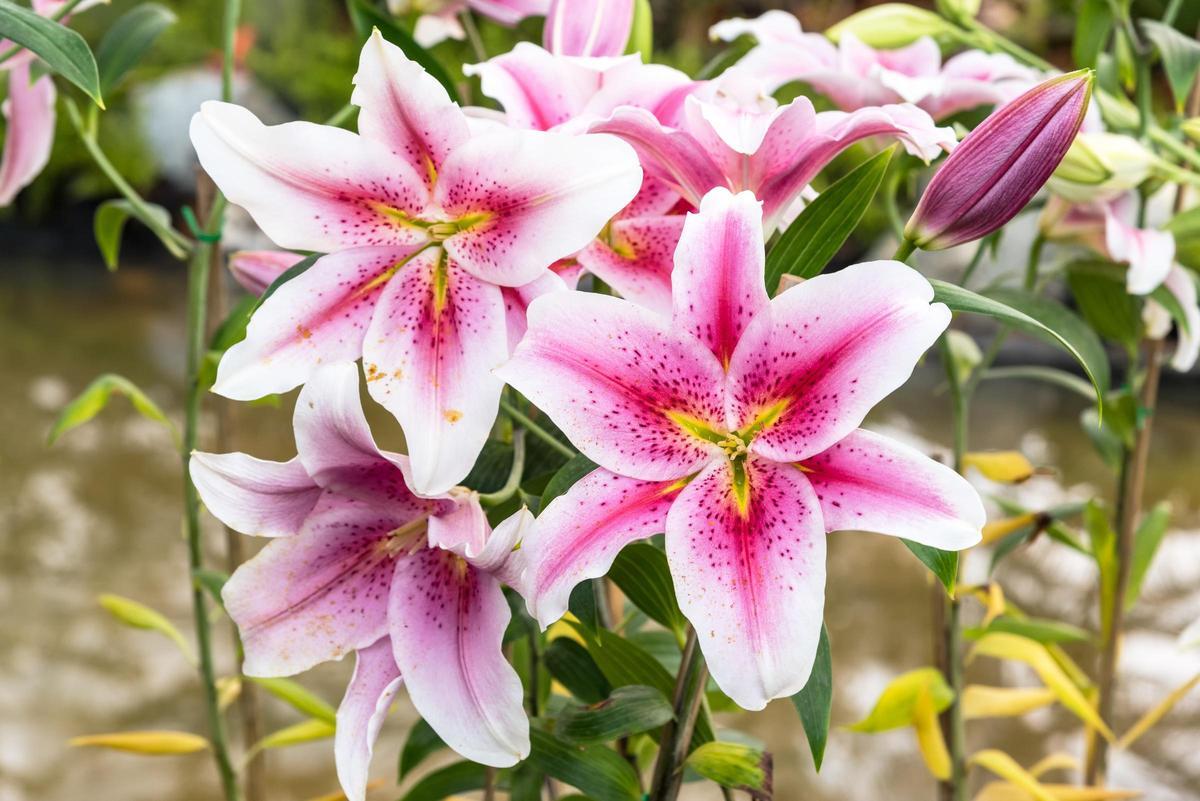 PLANTAS CON FLORES | Las plantas y flores debes plantar en marzo para que tu casa luzca increíble en primavera
