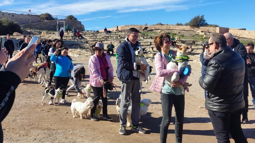 Casi un centenar de mascotas en la ruta canina al Castillo de Lorca