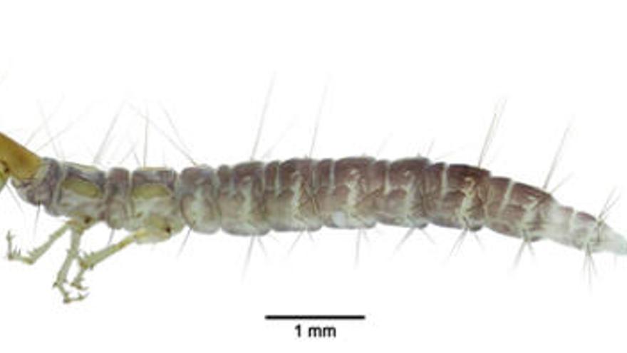 Imagen de la larva de nevrórtido encontrada.