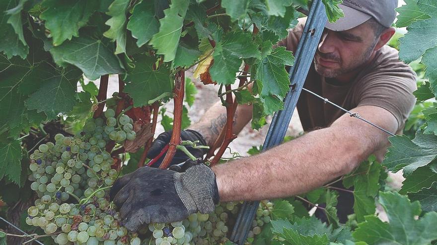 La vendimia 2025 en Montilla-Moriles se desploma un 50% por mildiu y calor extremo