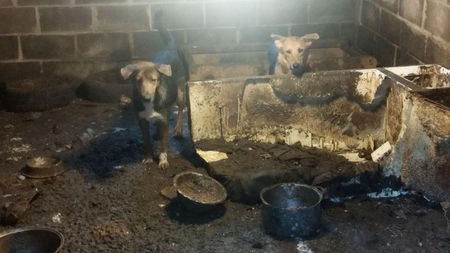 Parte de los animales en la casa de San Martín del Rey Aurelio en la que fueron recogidos.