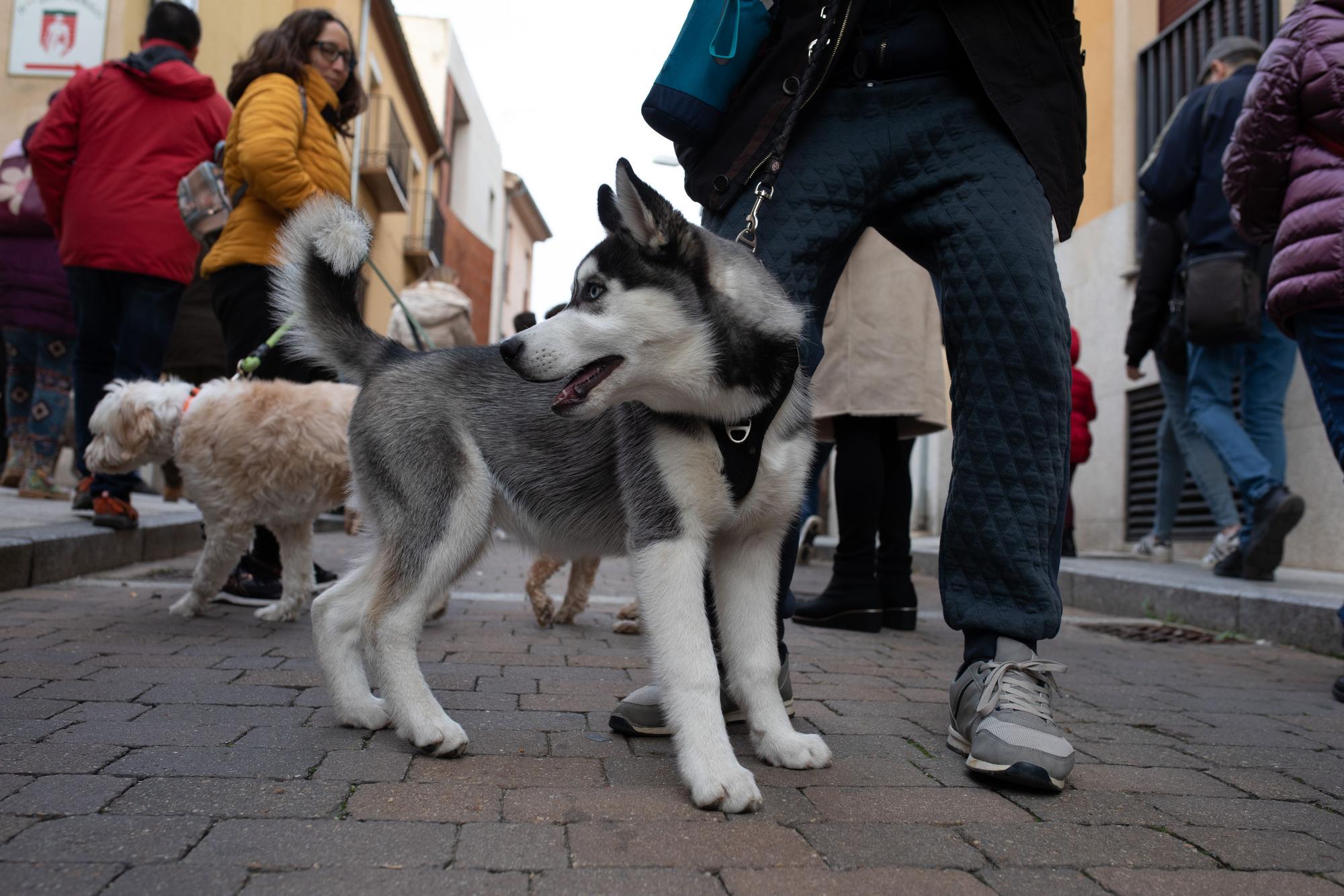 Los animales reciben la bendición por San Antón en Zamora