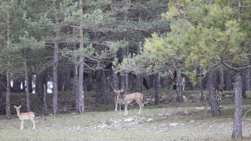 Els boscos de Lliurona,  paradís i refugi de les daines