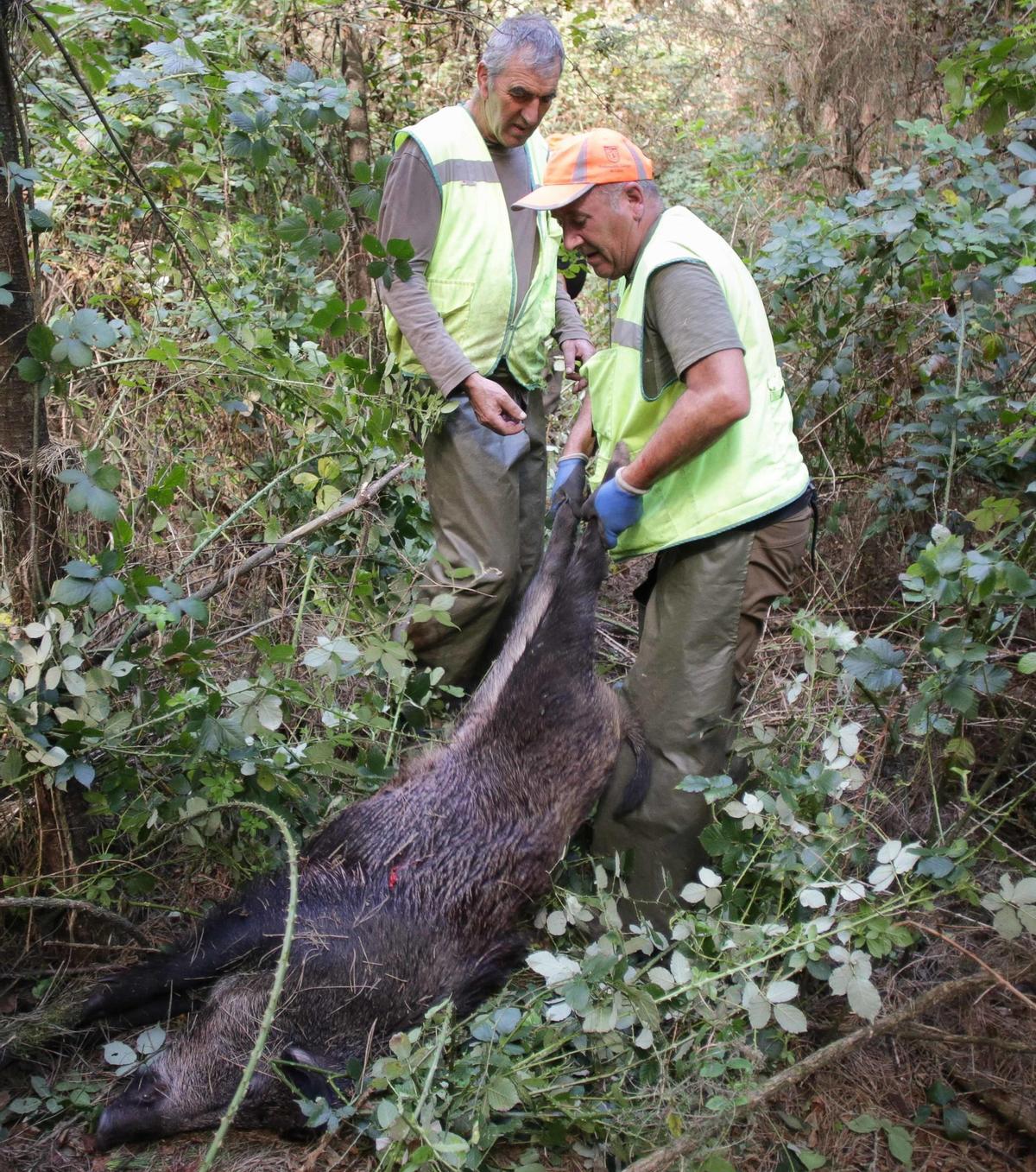 Dos cazadores con un jabalí abatido en diciembre