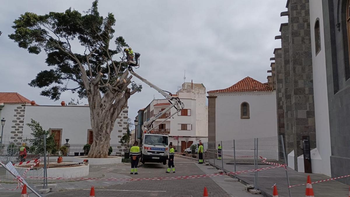 Tala de uno de los laureles centenarios de la plaza de San Juan en Telde.