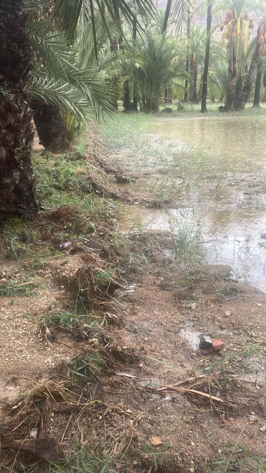 Así está el Palmeral de Orihuela después de la dana Alice