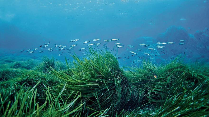 El Instituto Ecoaqua contribuye a rehabilitar los bosques marinos