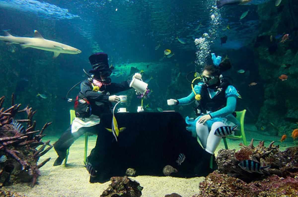 Els bussos Martin Garwood (esquerra) i Amanda Elzer disfruten d’un te sota l’aigua, per recolzar una iniciativa del Consell de Càncer per recaptar fons per a la investigació, a l’aquari de Sydney.