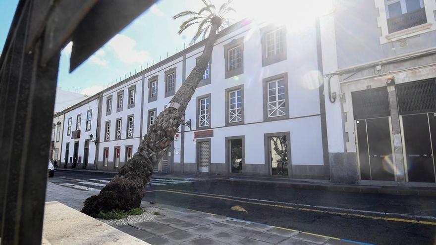 Una palmera se estrella contra un edificio en la Alameda de Colón